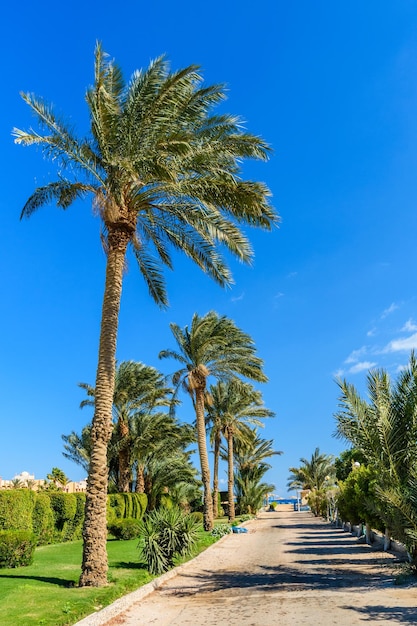 Palme verdi lungo la strada per la spiaggia