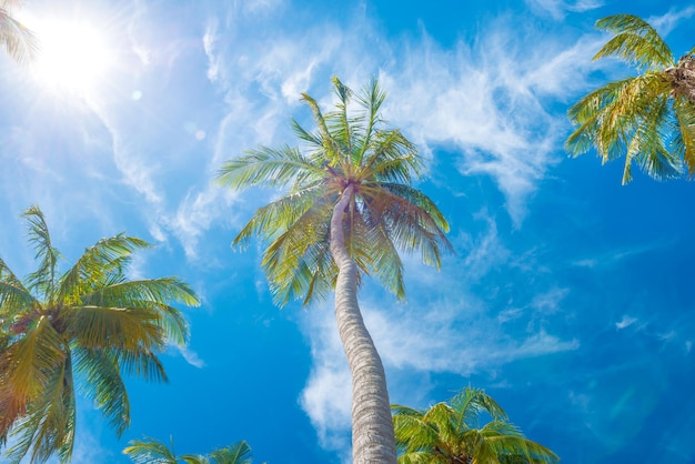 Palme verdi su sfondo di cielo blu e nuvole bianche
