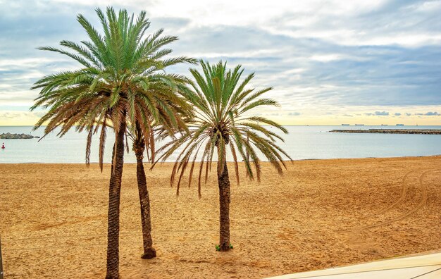 Palme verdi su una spiaggia sabbiosa via mare