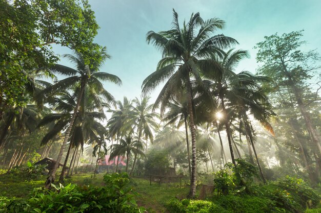 Palme verdi sulla spiaggia tropicale