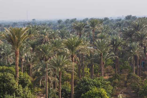 Palme vicino alla necropoli di Saqqara Cairo Egitto