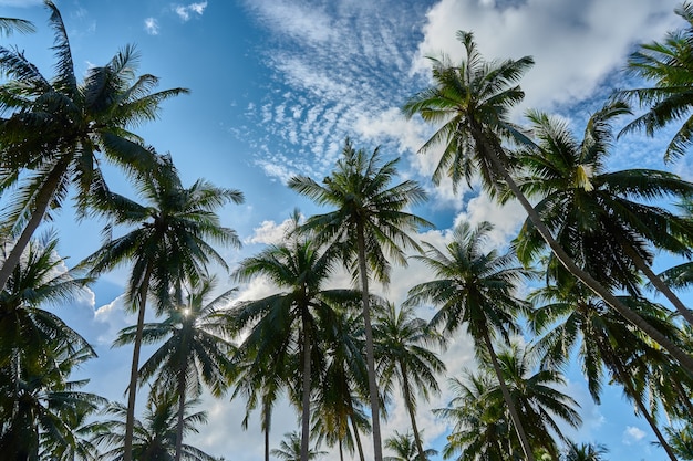 Palme vista dal basso e cielo blu a Ko Tao, Thailandia