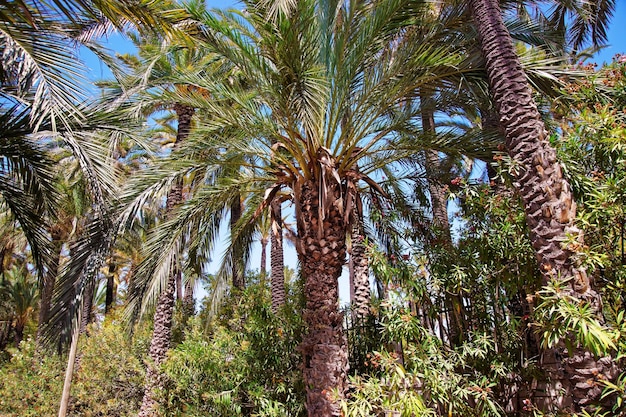 Palmeral a Elche, Comunità Valenciana, Spagna.