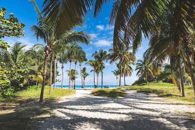 Palmeto e lussureggianti giardini sulla spiaggia della costa atlantica Varadero Cuba