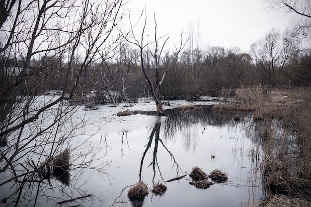 Palude con alberi riflessi nell'acqua, vista cupa.