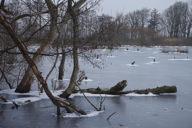 Palude congelata in inverno Kolobrzeg Podczele Polonia