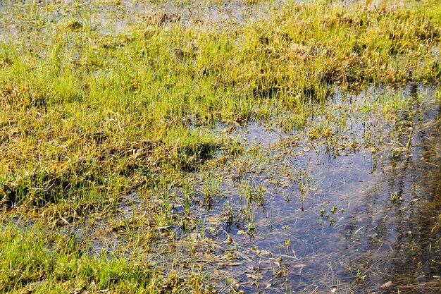 Palude erbosa con acqua stagnante