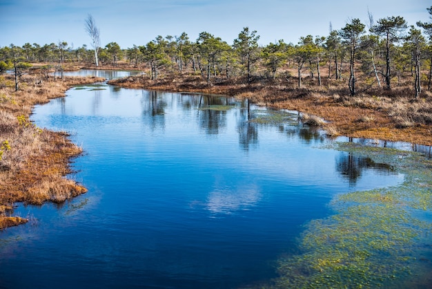 Palude nel parco nazionale di Kemeri, Lettonia, Europa