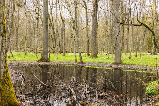 Palude nella foresta. La foresta si allagò con l'acqua