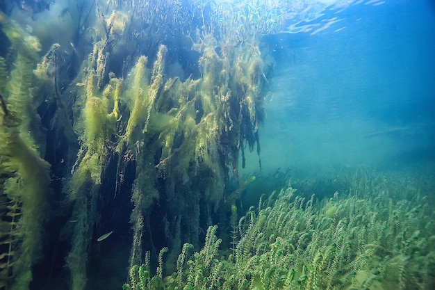 palude paesaggio sottomarino astratto / alberi sommersi e alghe in acque limpide, ecologia mondo sottomarino