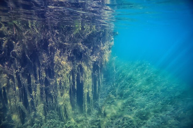 palude paesaggio sottomarino astratto / alberi sommersi e alghe in acque limpide, ecologia mondo sottomarino