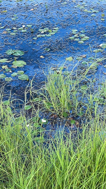 palude verde con acqua stagnante