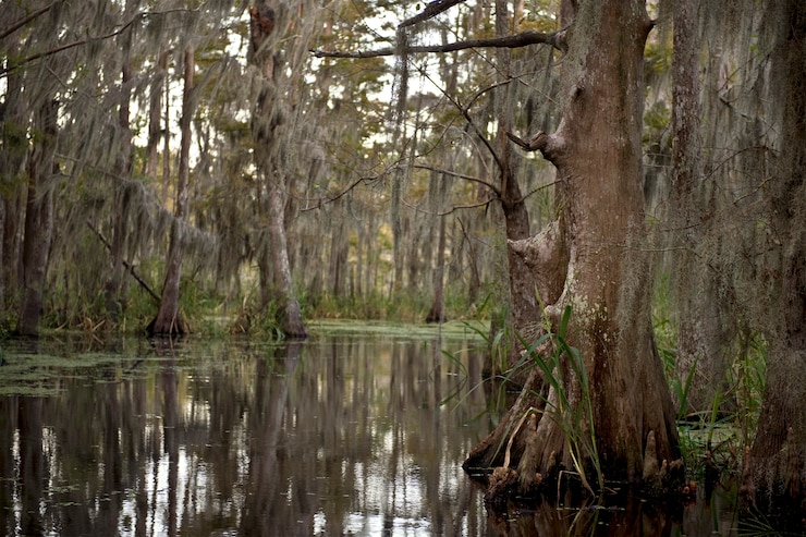 Foto palude vicino a new orleans, louisiana
