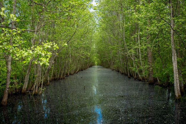 Paludi. Le paludi bielorusse sono i polmoni dell'Europa. Riserva ecologica Yelnya. Foto di alta qualità