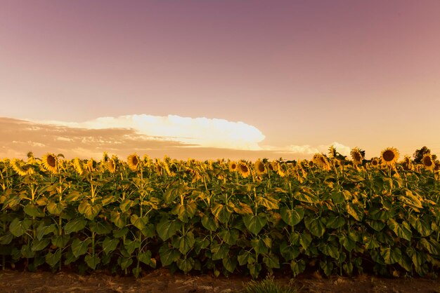 Pampa di girasole Argentina