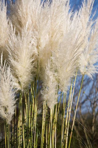 Pampa erba contro il cielo blu nel giardino estivo