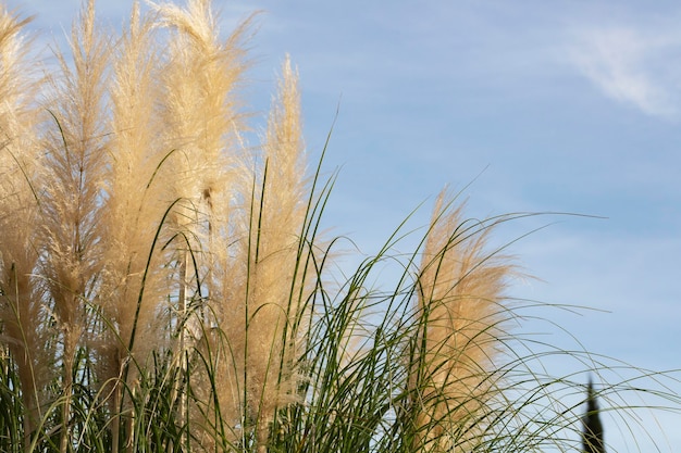 Pampa erba nel cielo astratto sfondo naturale di piante morbide cortaderia selloana in movimento