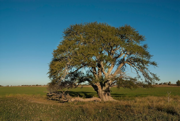 Pampa paesaggio Argentina