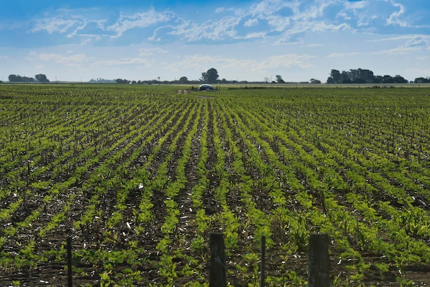 Pampa paesaggio di campagna La Pampa provincia Patagonia Argentina