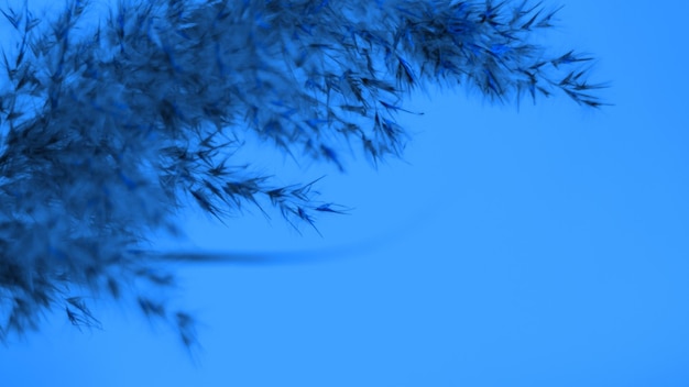 Pampas erba blu su sfondo blu Morbidezza sfondo Per il banner vuoto del sito