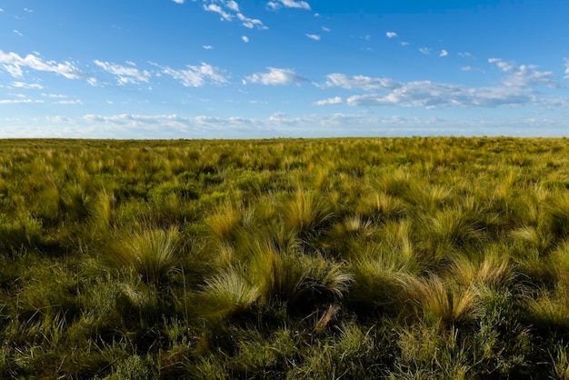 Pampas erba paesaggio La Pampa provincia Patagonia Argentina