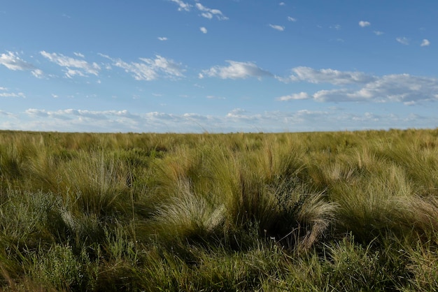 Pampas erba paesaggio La Pampa provincia Patagonia Argentina