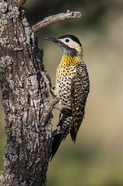 Pampas Flicker La Pampa Patagonia Colaptes campestris Argentina