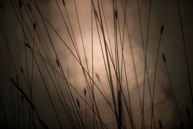 Pampas grass paesaggio al tramonto La Pampa Provincia Argentina