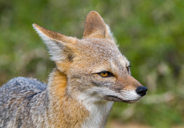 Pampas Gray fox in ambiente di prateria, La Pampa, Patagonia, Argentina