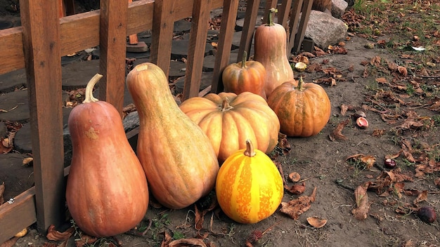 Pan di zucche in un giardino Zucche mature fresche che crescono nel campo