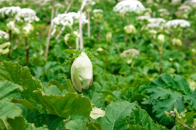 Panace gigante (Heracleum Mentagazzanium)