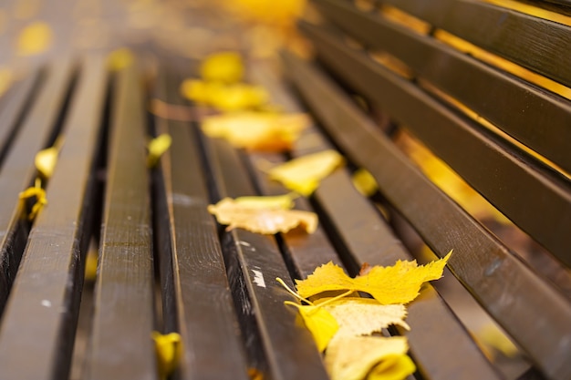 Panca accogliente per il riposo in un parco autunnale con foglie gialle. Atmosfera autunnale.