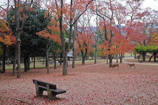 Panca di legno solitaria nel giardino d'autunno giapponese