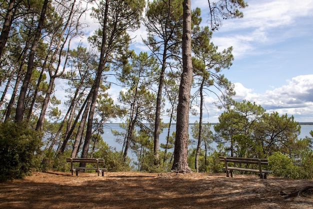 panca di legno sul lago foresta selvaggia collina naturale vista sul lago di Carcans Maubuisson in Gironda Francia