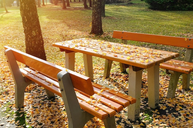 Panca di legno vuota nel parco autunnale