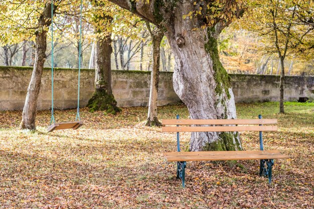 Panca in legno e altalena nel giardino autunnale