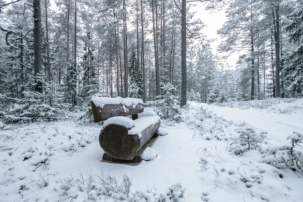 Panca in legno nel parco invernale