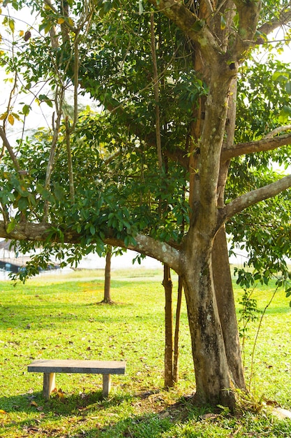 Panca sotto un albero.