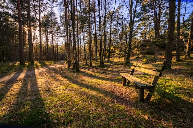 Panchina in una pineta, alberi gettando ombre alla luce del sole di sera a Furulunden, Mandal, Norvegia.