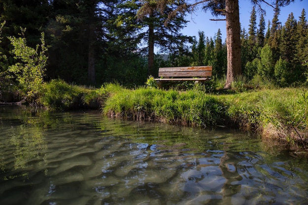 Panchina nel bosco sulla sponda di un fiume