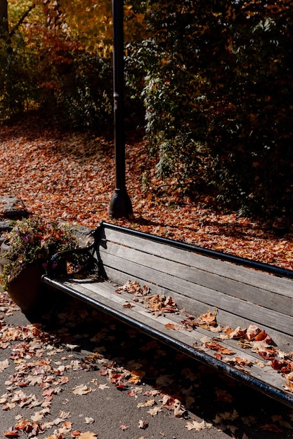 Panchina nel parco autunnale. Autunno dorato, le foglie cadono dall'albero. Parco Nazionale delle Cascate del Neagara.