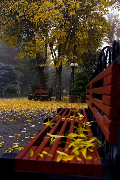 Panchina nel parco con foglie gialle. Autunno. Natura. Atmosfera.