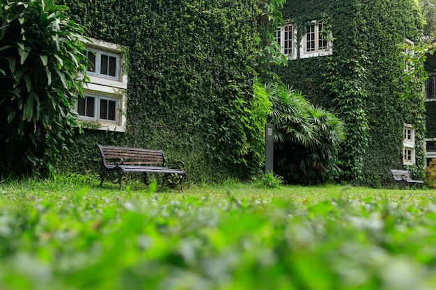 Panchina nel parco e pareti con viti verdi