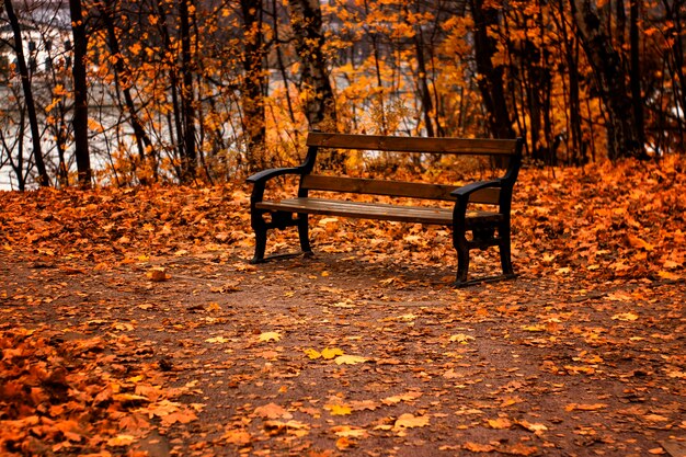 Panchina solitaria nel mezzo del parco tra il giallo brillante delle foglie autunnali.