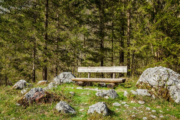 Panchina solitaria nella foresta