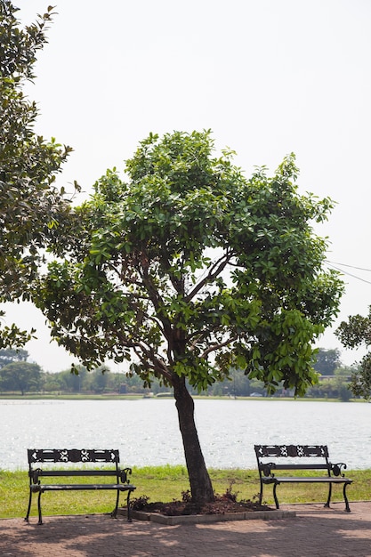 Panchina sotto l&#39;albero