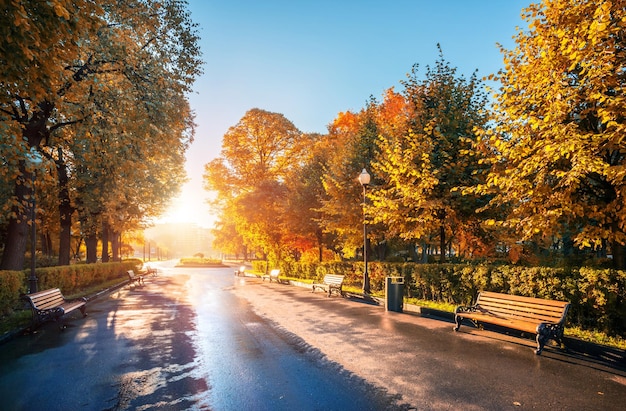 Panchine in fila nel parco autunnale al mattino presto e raggi di luce del sole