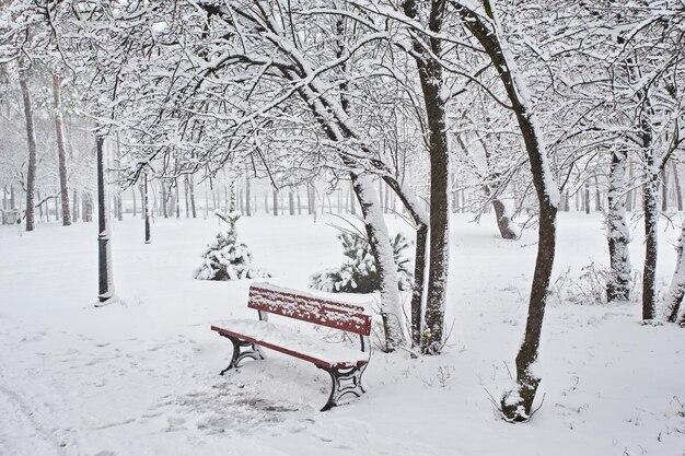 Panchine nel parco cittadino invernale Riempito di neve