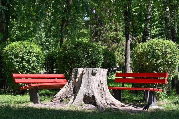 Panchine per il riposo nel parco cittadino della città di Ternopil