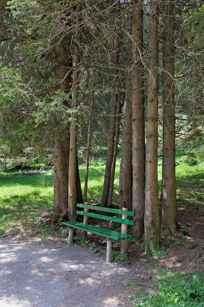 Panchine per il riposo nella foresta